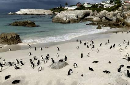 Efsane Tren Yolculuğu: Güney Afrika’nın Derinlikleri 