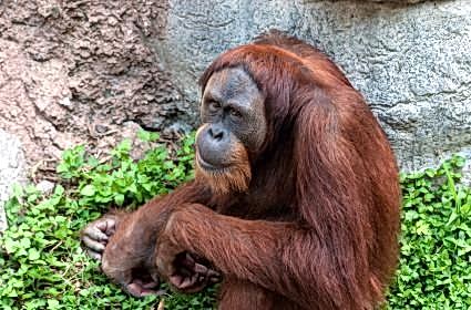 Endonezya'da sayıları 60'tan az olan ve soyları tükenme tehlikesiyle karşı karşıya kalan hayvanlar hangileridir? 